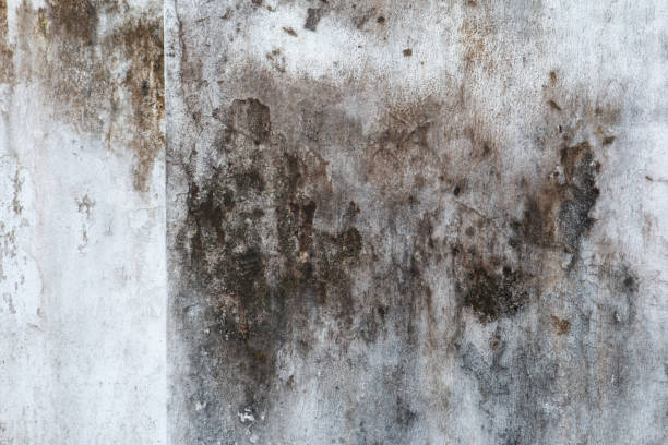 Best Commercial Mold Inspection  in Glen Head, NY