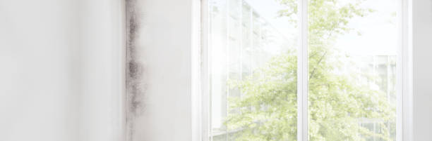 Best Basement Mold Removal  in Glen Head, NY