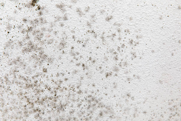 Best Residential Mold Inspection & Testing  in Glen Head, NY