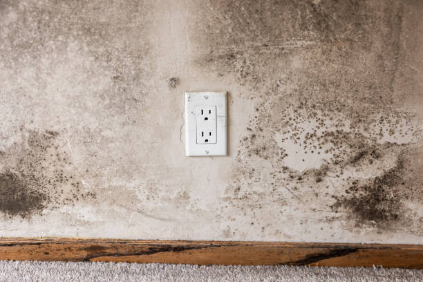 Best Industrial Mold Remediation  in Glen Head, NY