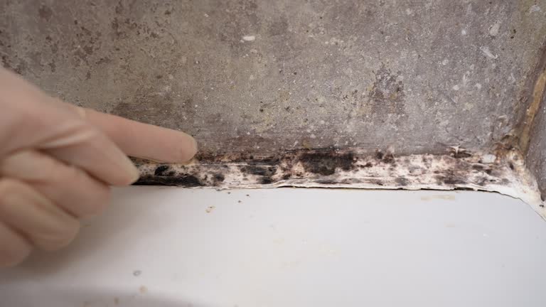 Professional Mold Removal in Glen Head, NY