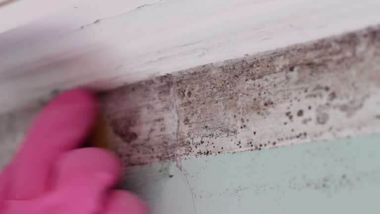 Best Mold-Related Health Consultation  in Glen Head, NY